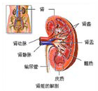 前列腺結(jié)石
